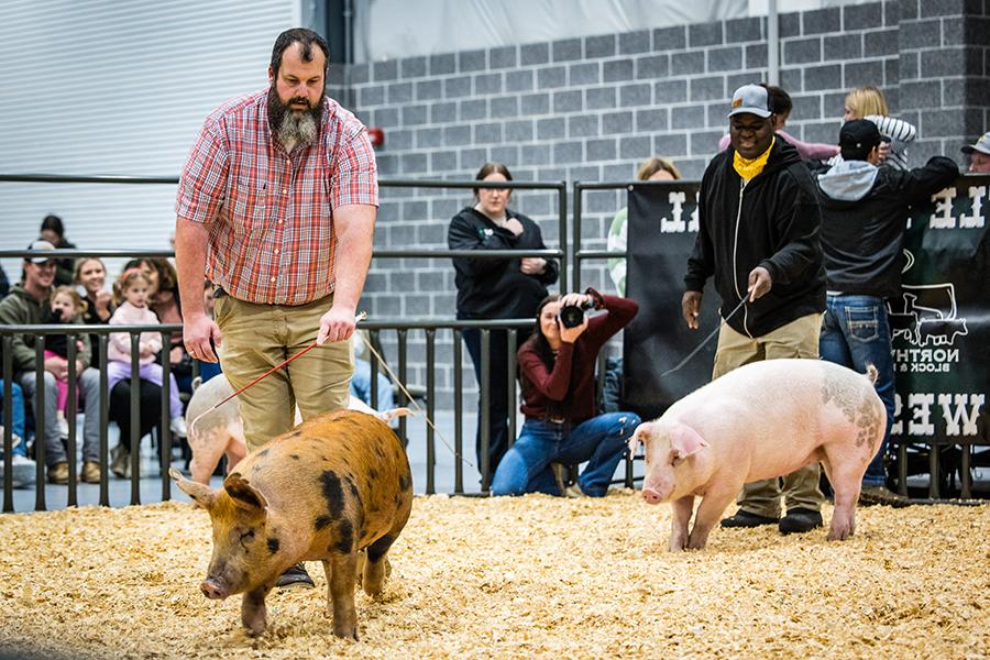 Agricultural Sciences faculty Paul Okello, left, and Matt Bax, right, showed pigs at Block and Bridle’s Little National Western livestock show. (Photo by Todd Weddle/Northwest Missouri State University)