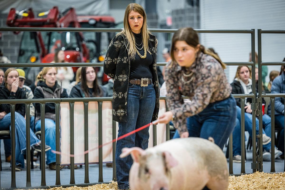 Northwest alumna Tess Mittag served as a judge for Block and Bridle’s Little National Western livestock show. (Photo by Todd Weddle/Northwest Missouri State University)