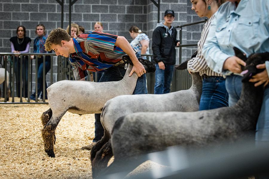 After weeks of training and preparation, students exhibited sheep and other animals at the livestock show. (Photo by Todd Weddle/Northwest Missouri State University)